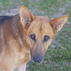 Wade, Adult Male unknown