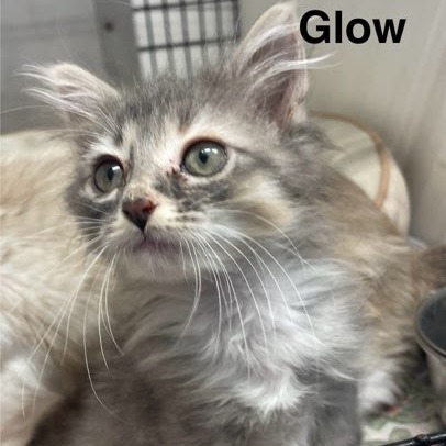 Glow