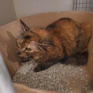 Tessie, Adult Female unknown