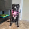 Molly photo 4