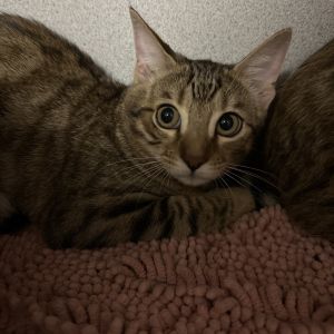 Charmander, Baby Female unknown