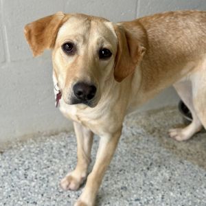 Duchess, Adult Female unknown