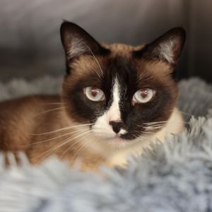 Diamond, Adult Female unknown