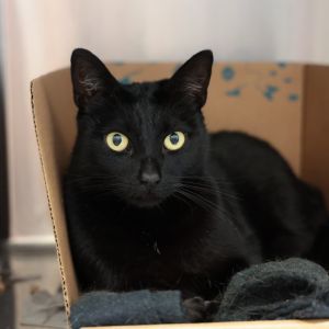 Wendy, Adult Female unknown