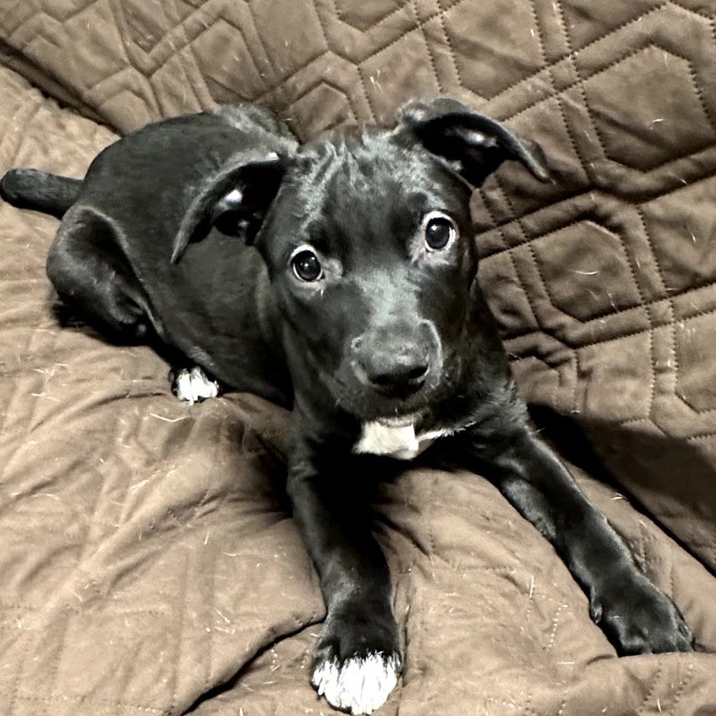 Mocha