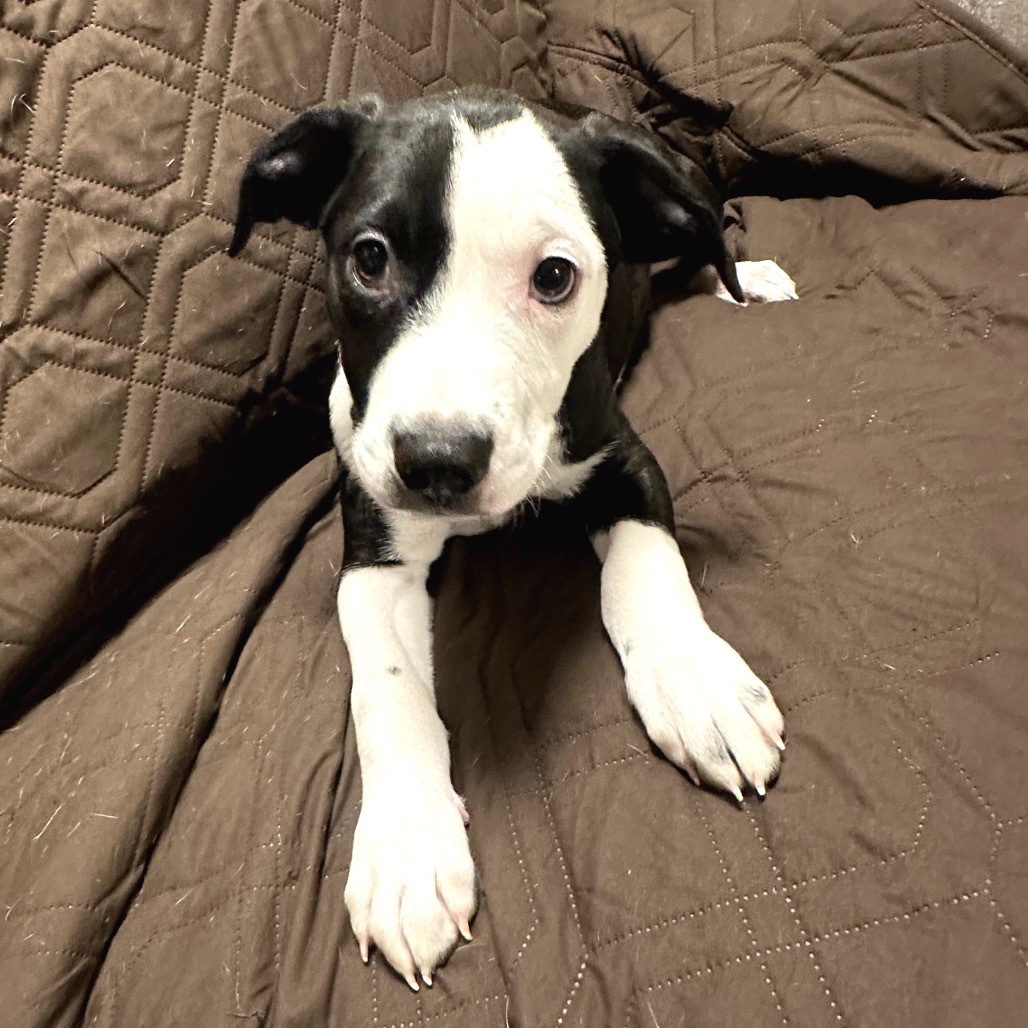 Louie