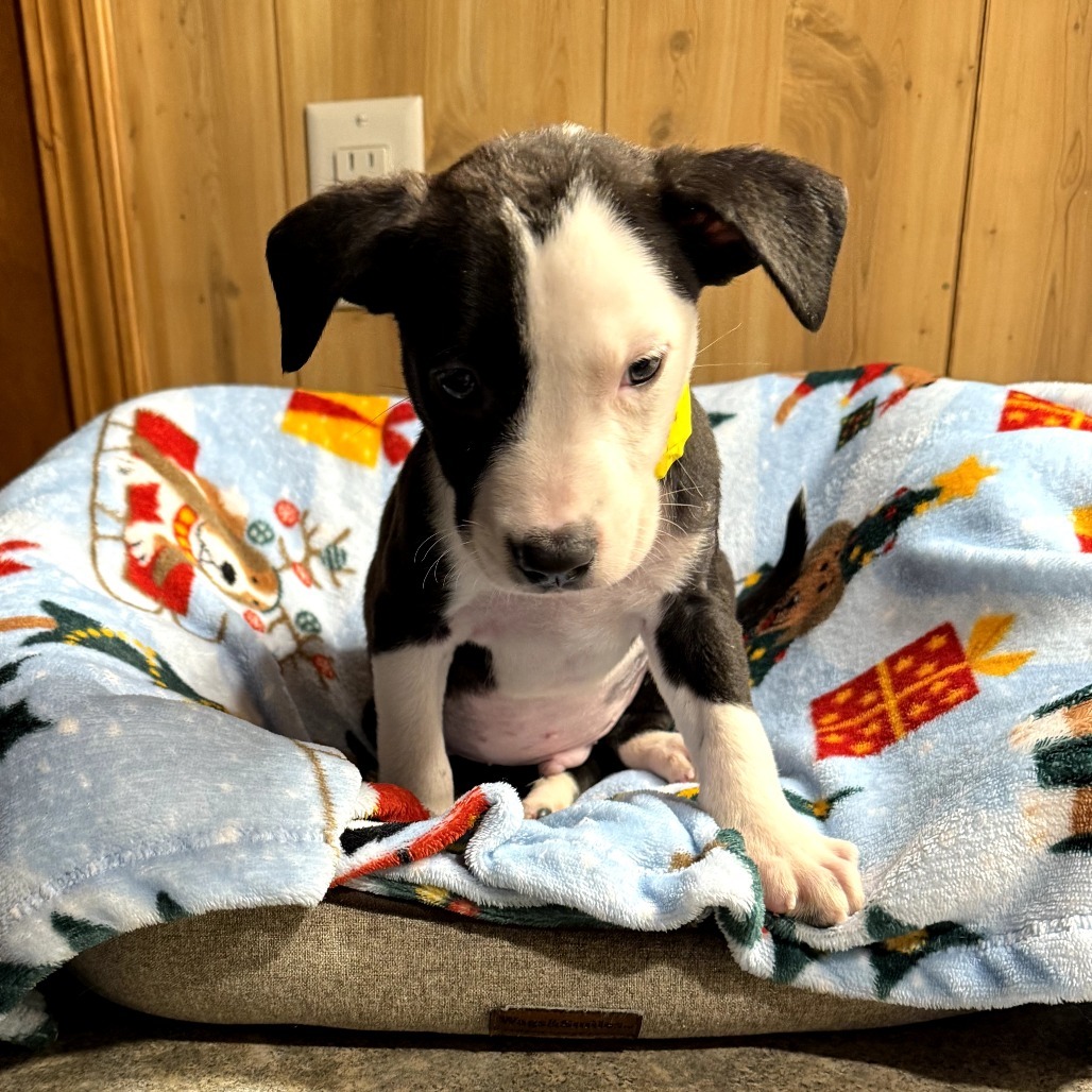 Louie