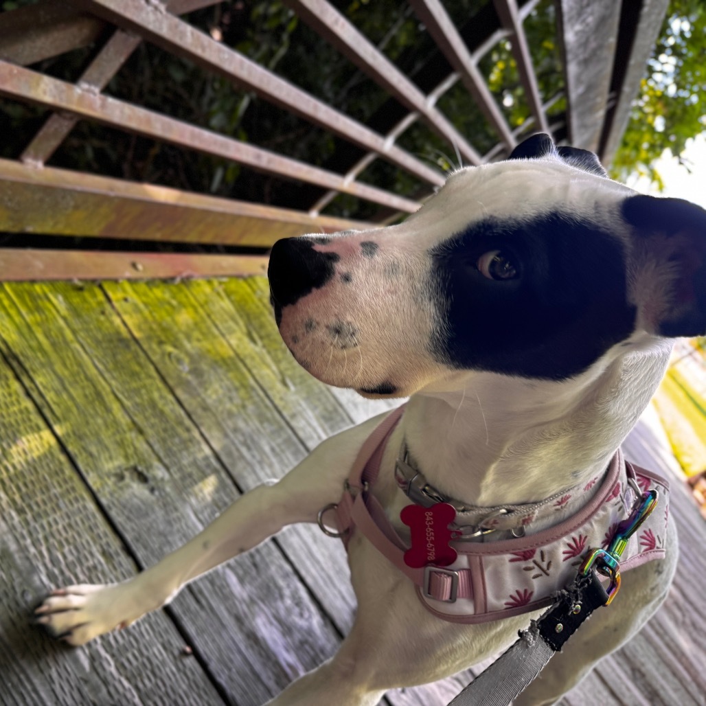 Krypto