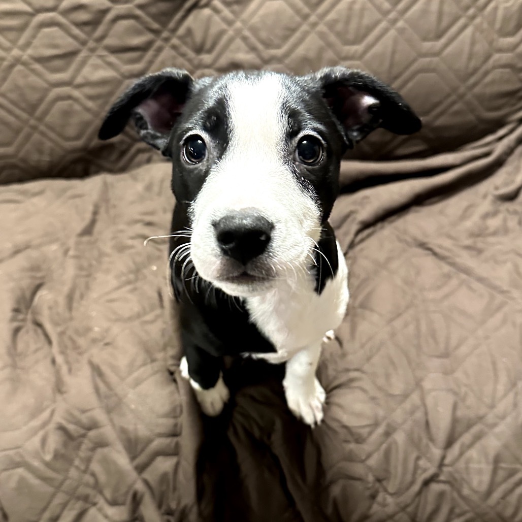 Poppy