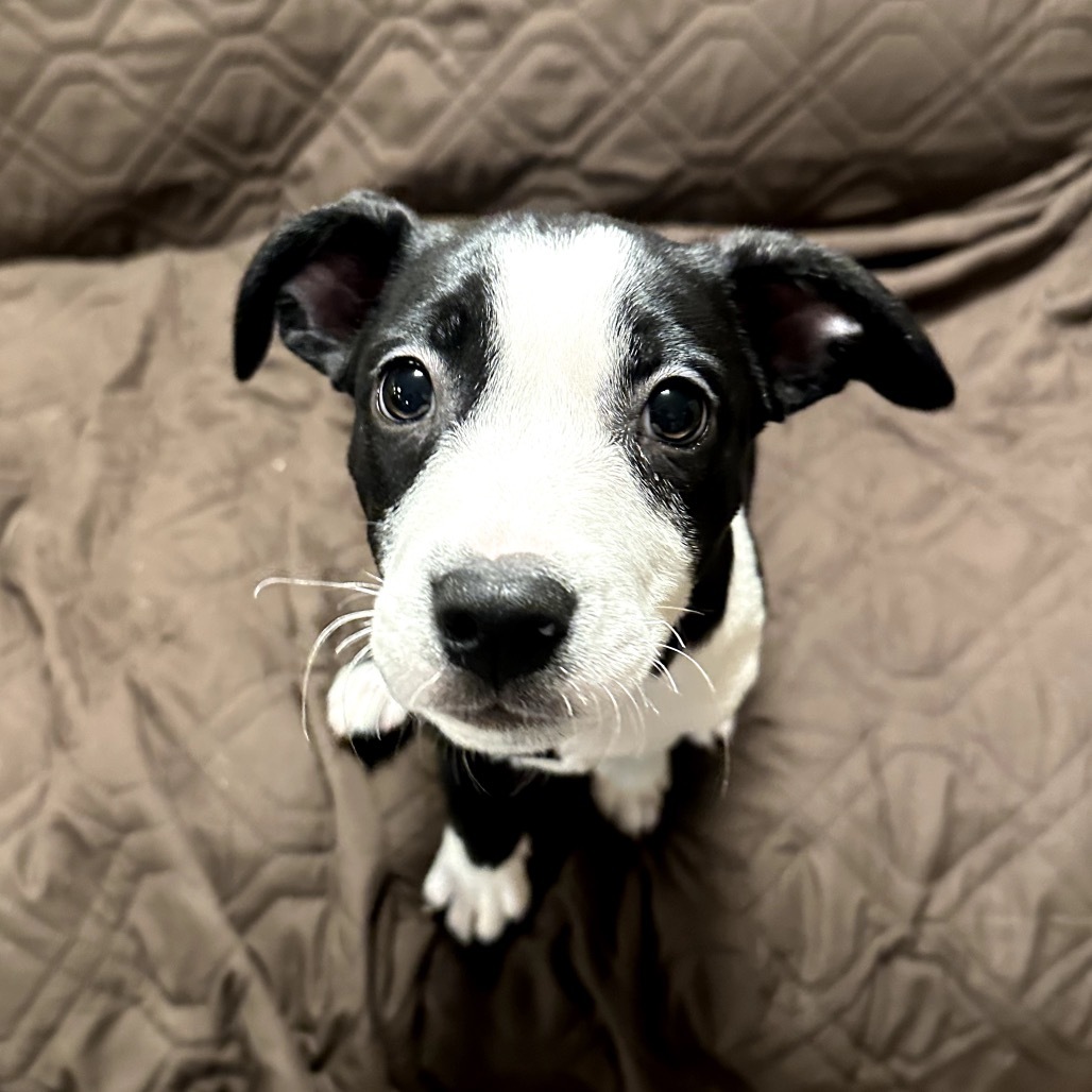 Poppy