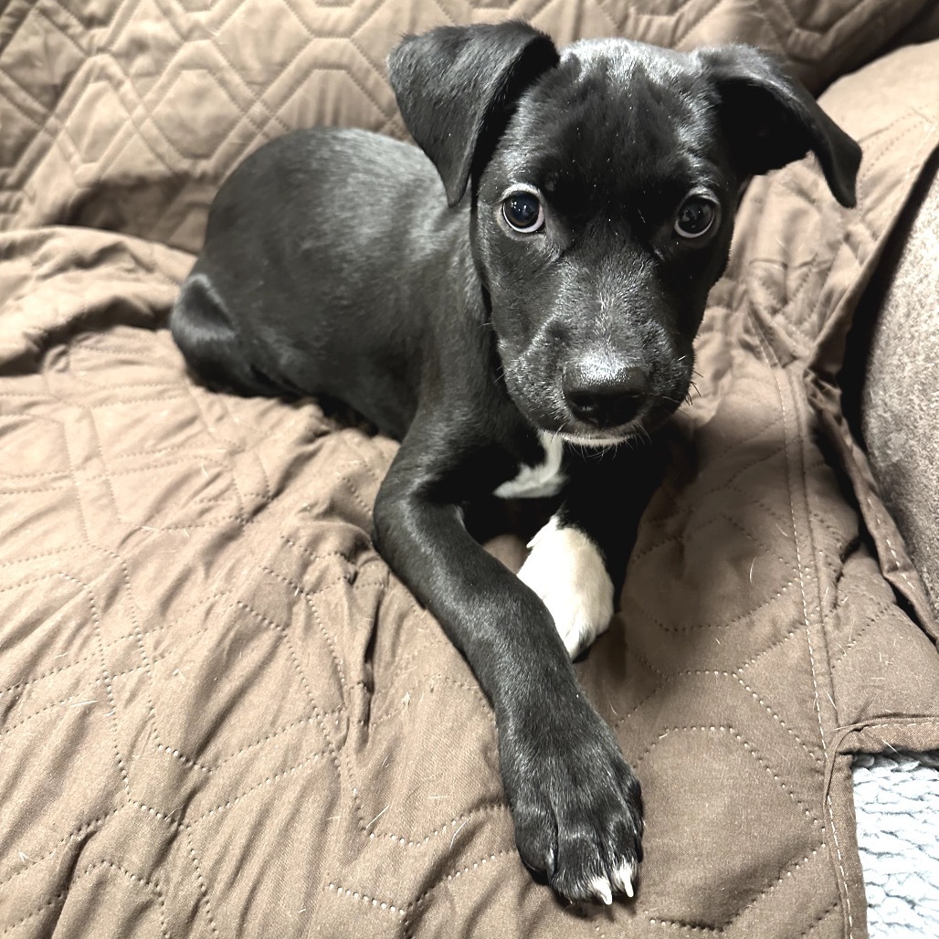 Indy