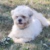 Buster photo 2