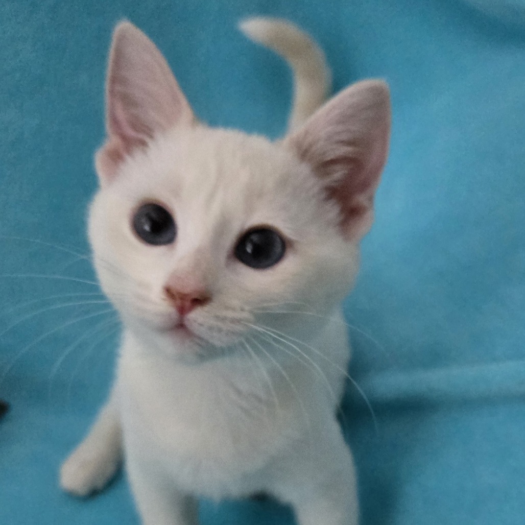 Millie (adopt with Murphy)