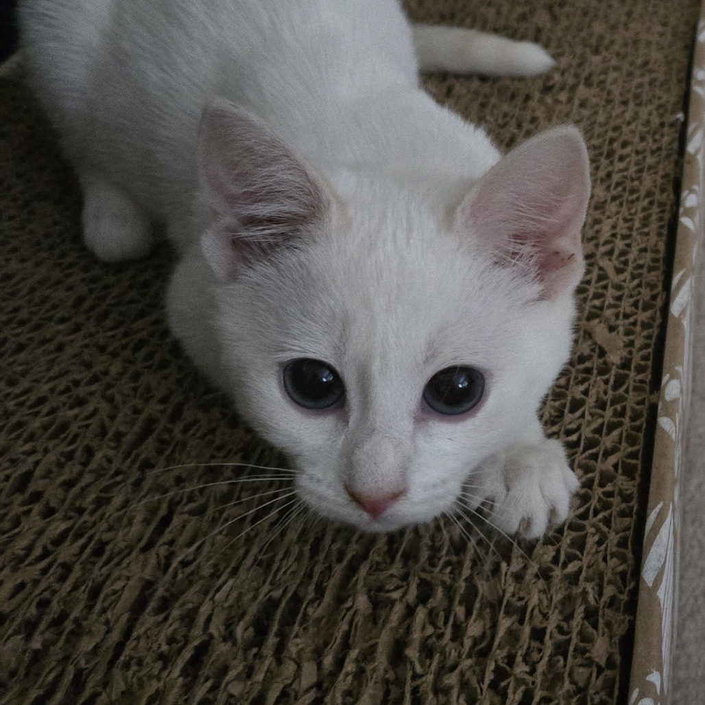Millie (adopt with Murphy)