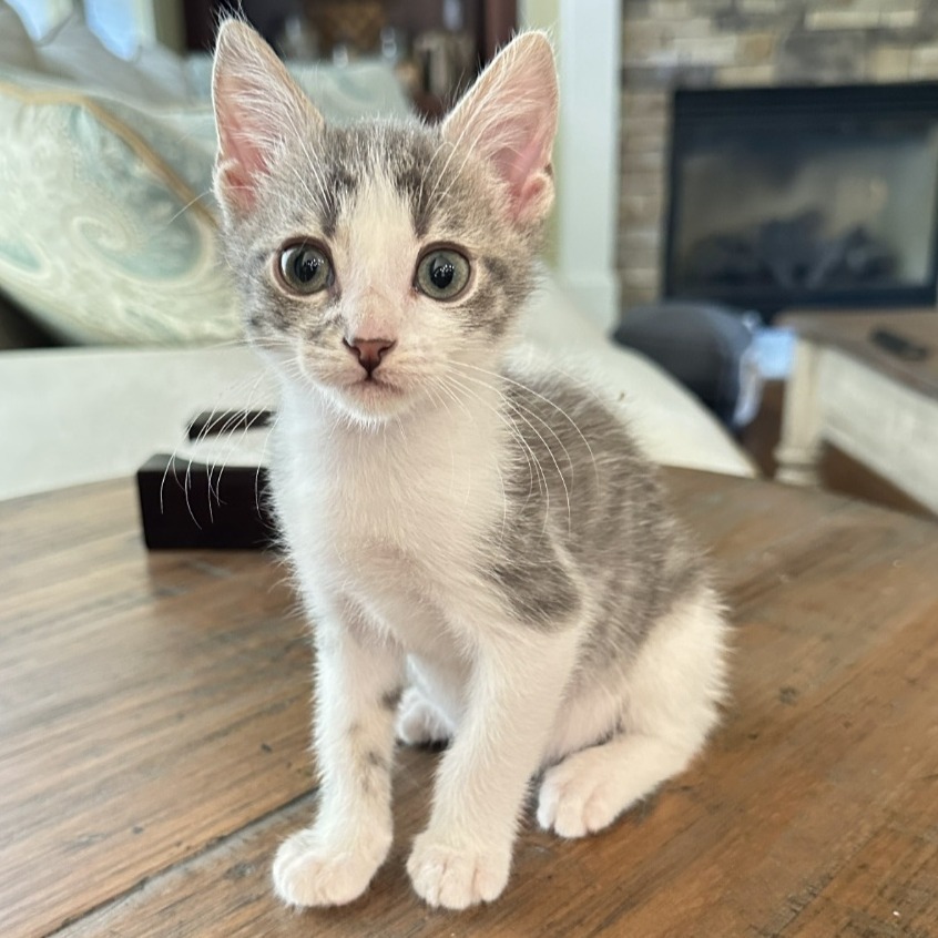 Murphy (adopt with Millie)