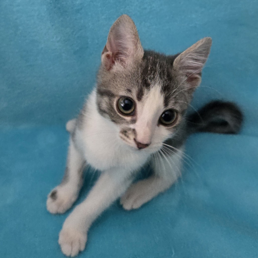 Murphy (adopt with Millie)