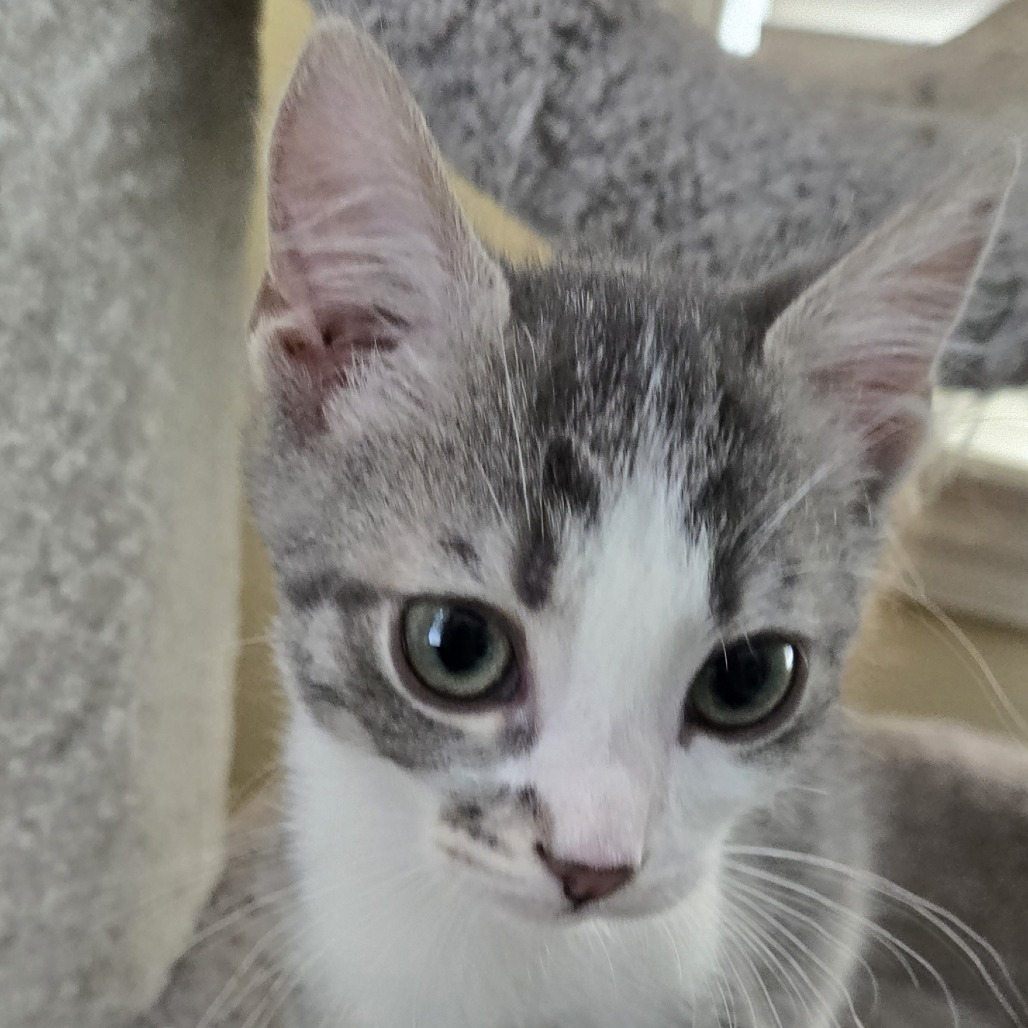Murphy (adopt with Millie)