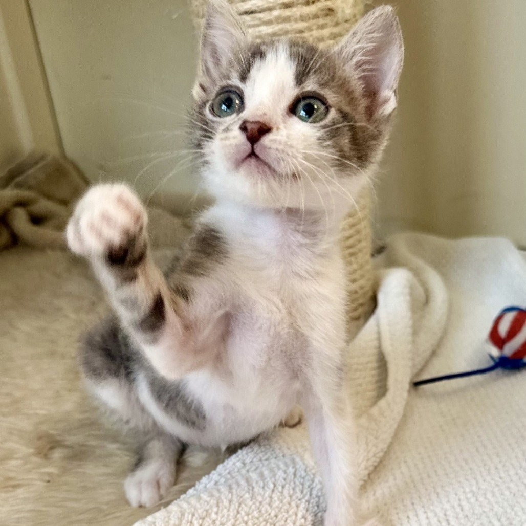 Murphy (adopt with Millie)