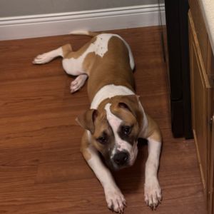 Kobe, Adult Male unknown