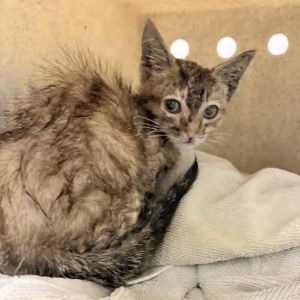 Hoshi, Baby Female unknown