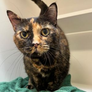 Terrina, Senior Female unknown