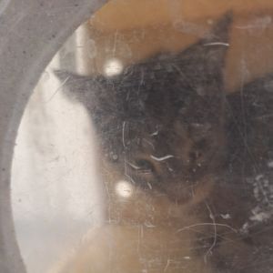 Nina, Adult Female unknown