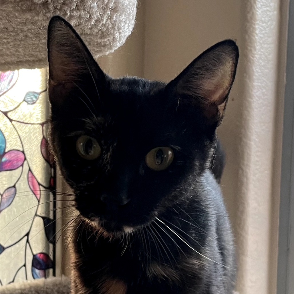 Toffee