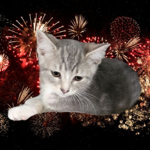 Lil Roman Candle, Baby Male unknown