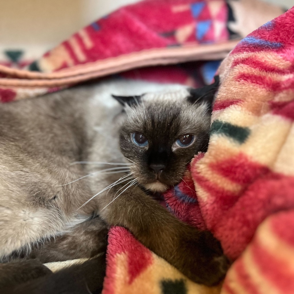 Stellar (Si), an adoptable Domestic Medium Hair in Rifle, CO, 81650 | Photo Image 1