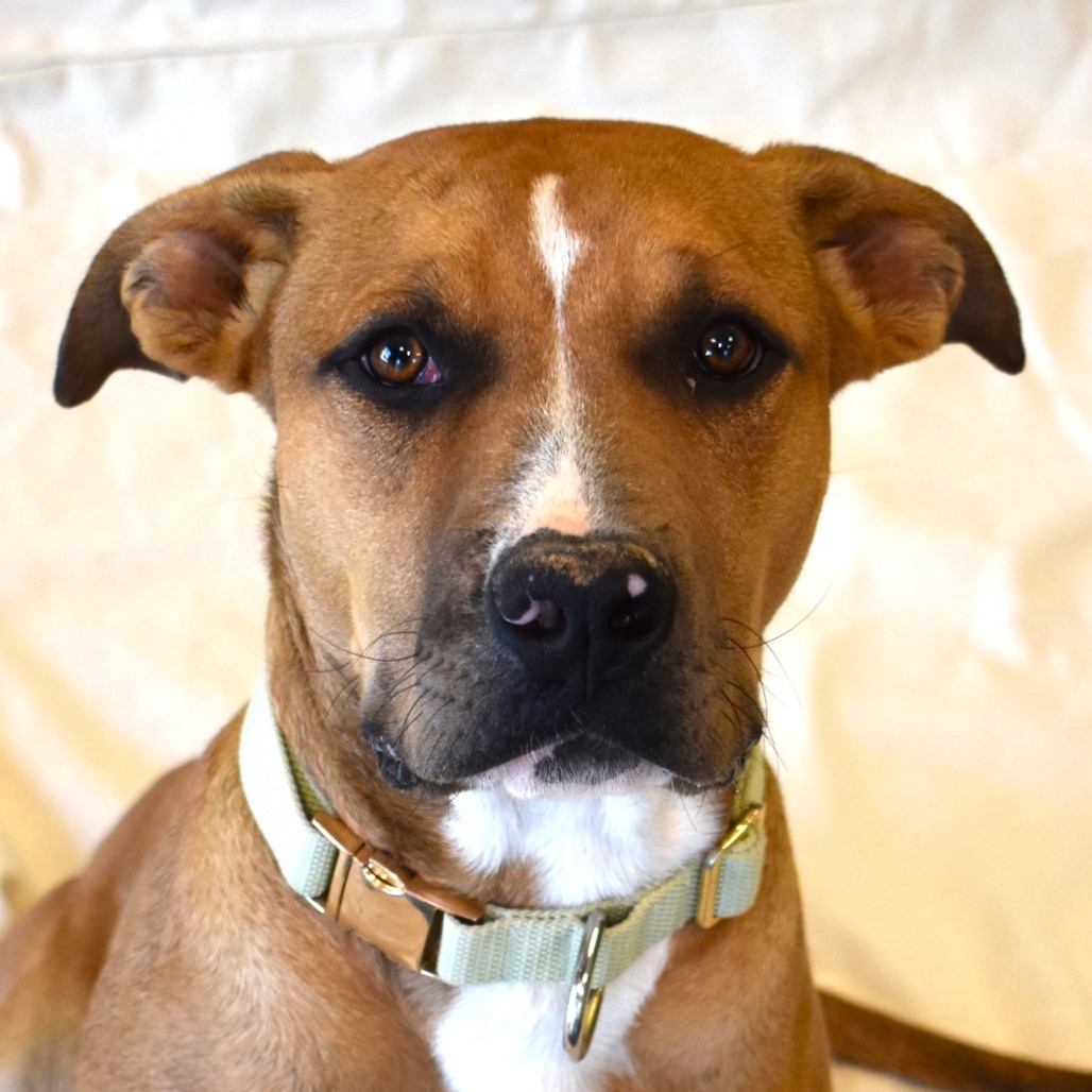 Hermy, an adoptable Pit Bull Terrier, Mixed Breed in Rifle, CO, 81650 | Photo Image 1