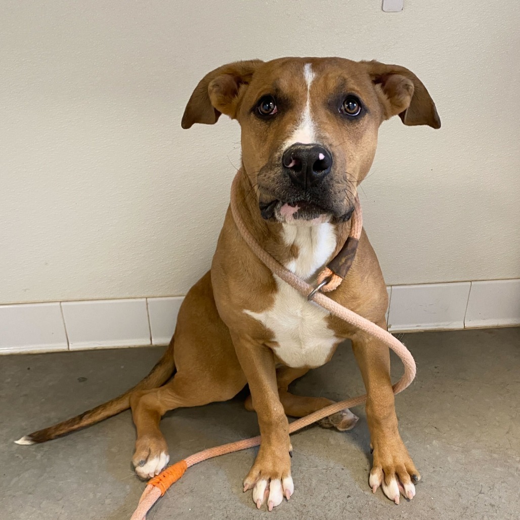 Hermy, an adoptable Pit Bull Terrier, Mixed Breed in Rifle, CO, 81650 | Photo Image 2
