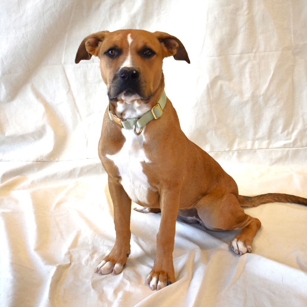 Hermy, an adoptable Pit Bull Terrier, Mixed Breed in Rifle, CO, 81650 | Photo Image 4