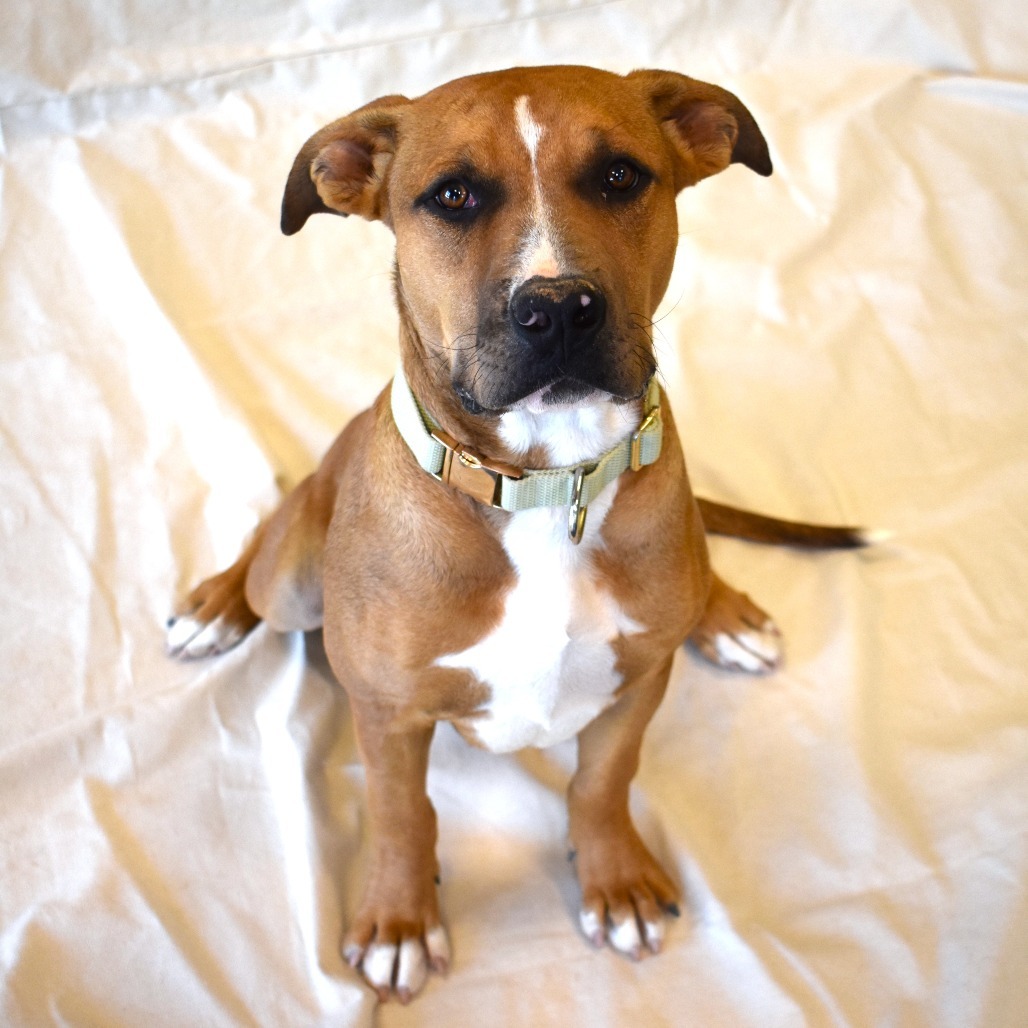 Hermy, an adoptable Pit Bull Terrier, Mixed Breed in Rifle, CO, 81650 | Photo Image 5