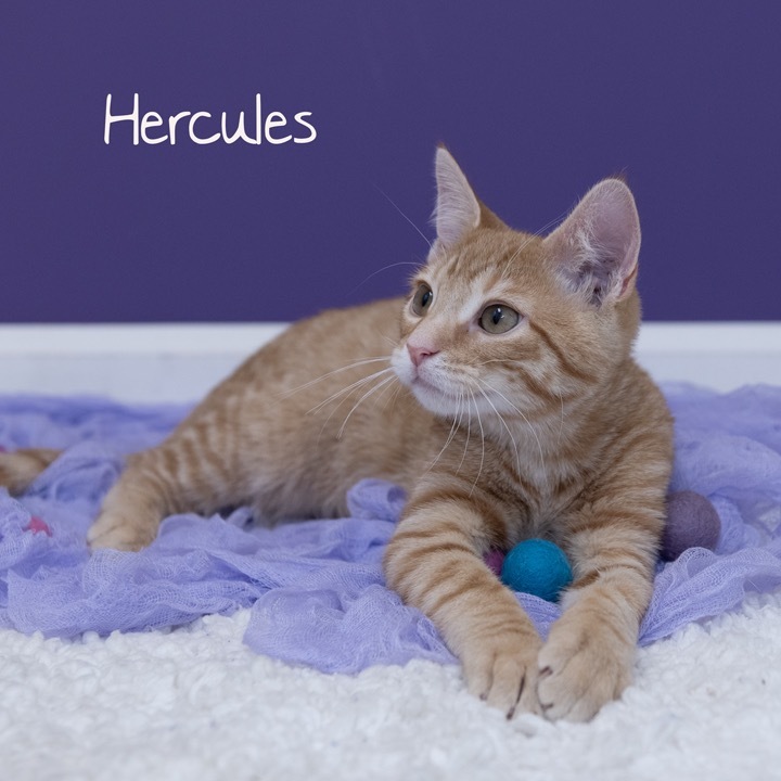 Hercules