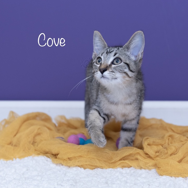 Cove