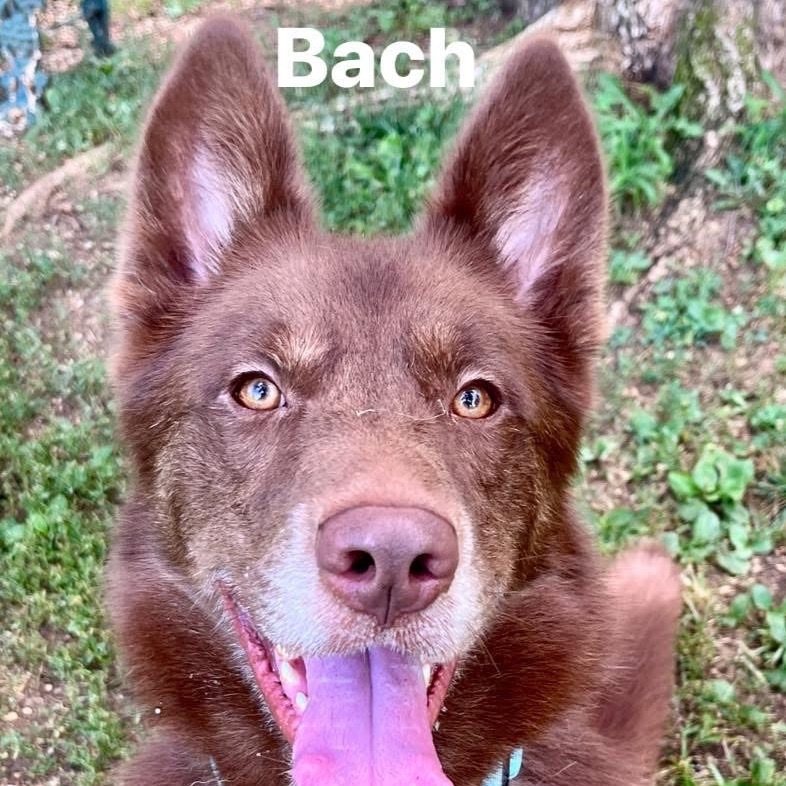 Bach