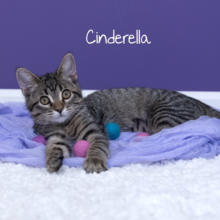 Cinderella