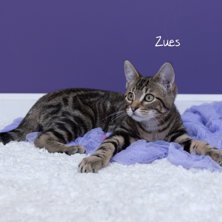 Zues