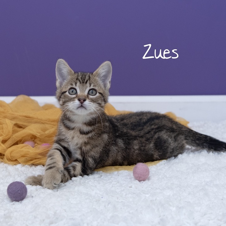 Zues