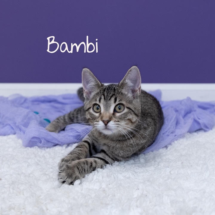 Bambi