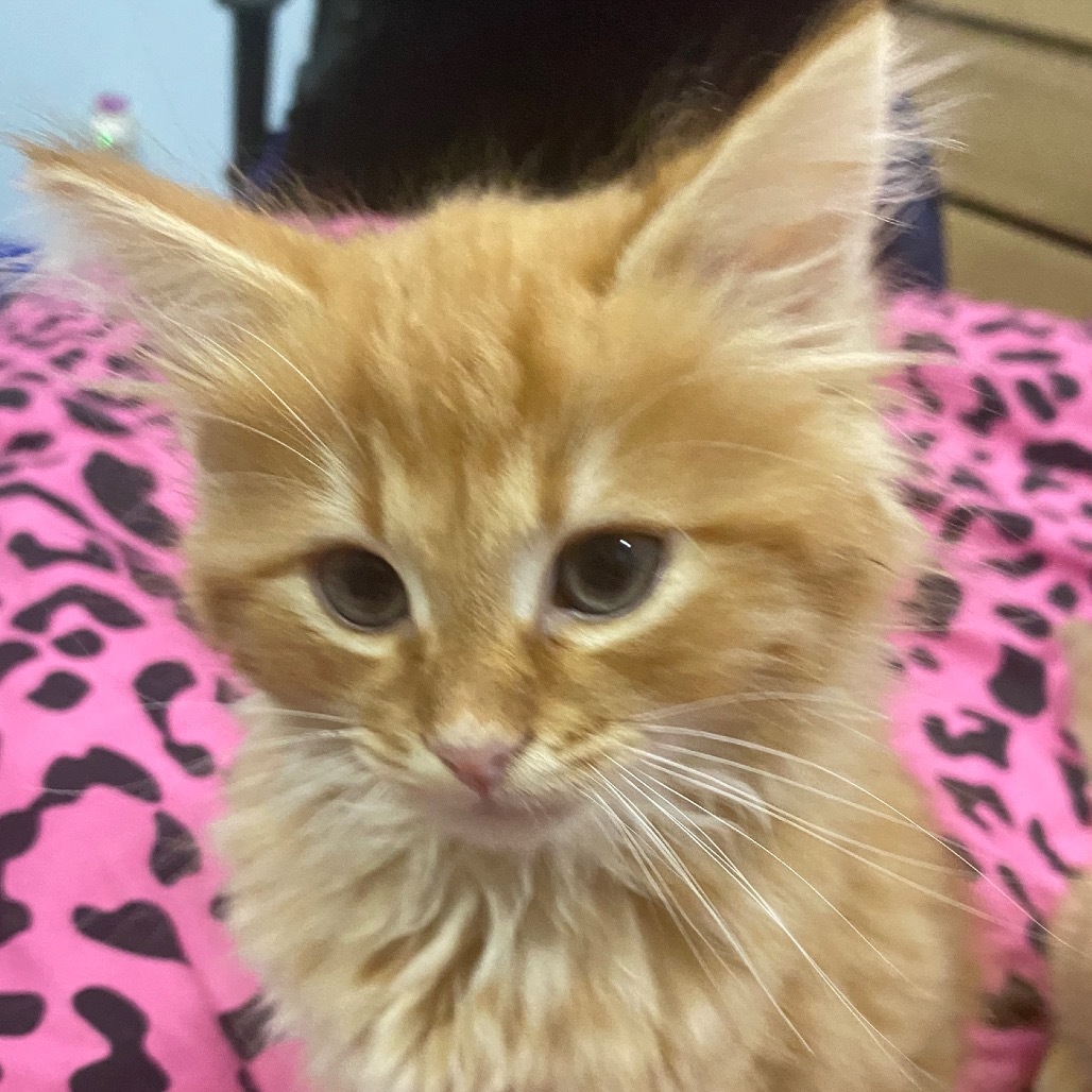 Sunburst Hyattsville - Adoption Pending
