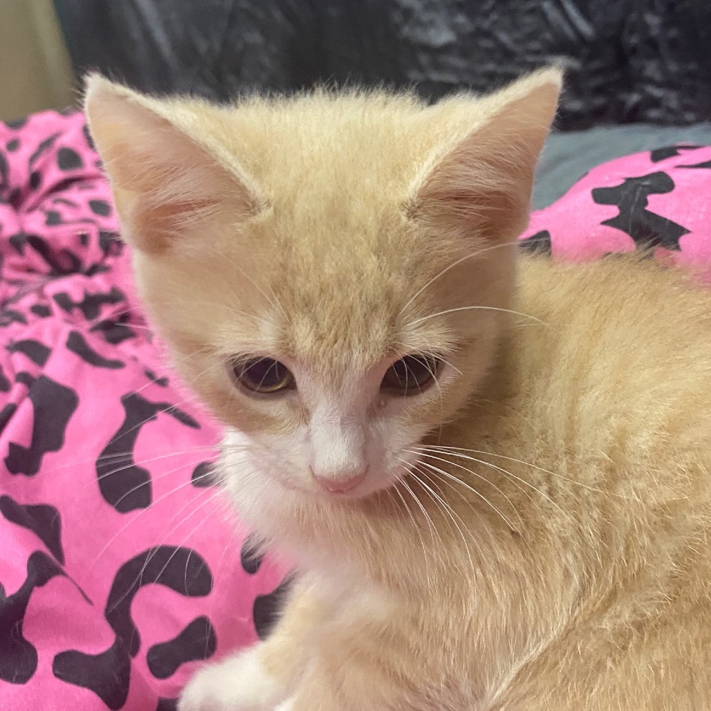 Sunkissed Hyattsville - Adoption Pending