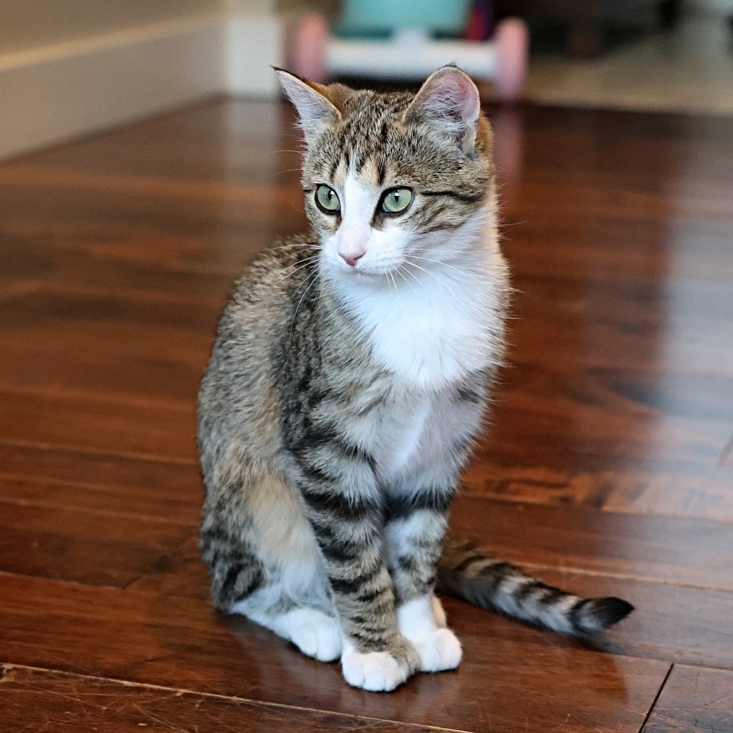 Taylor, an adoptable Domestic Short Hair in Calgary, AB, T3C 1W4 | Photo Image 1