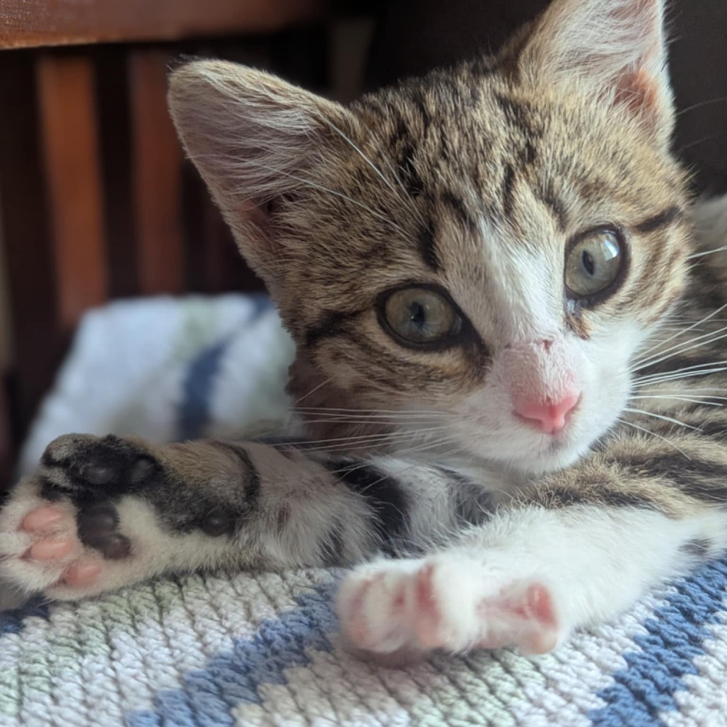 Taylor, an adoptable Domestic Short Hair in Calgary, AB, T3C 1W4 | Photo Image 2