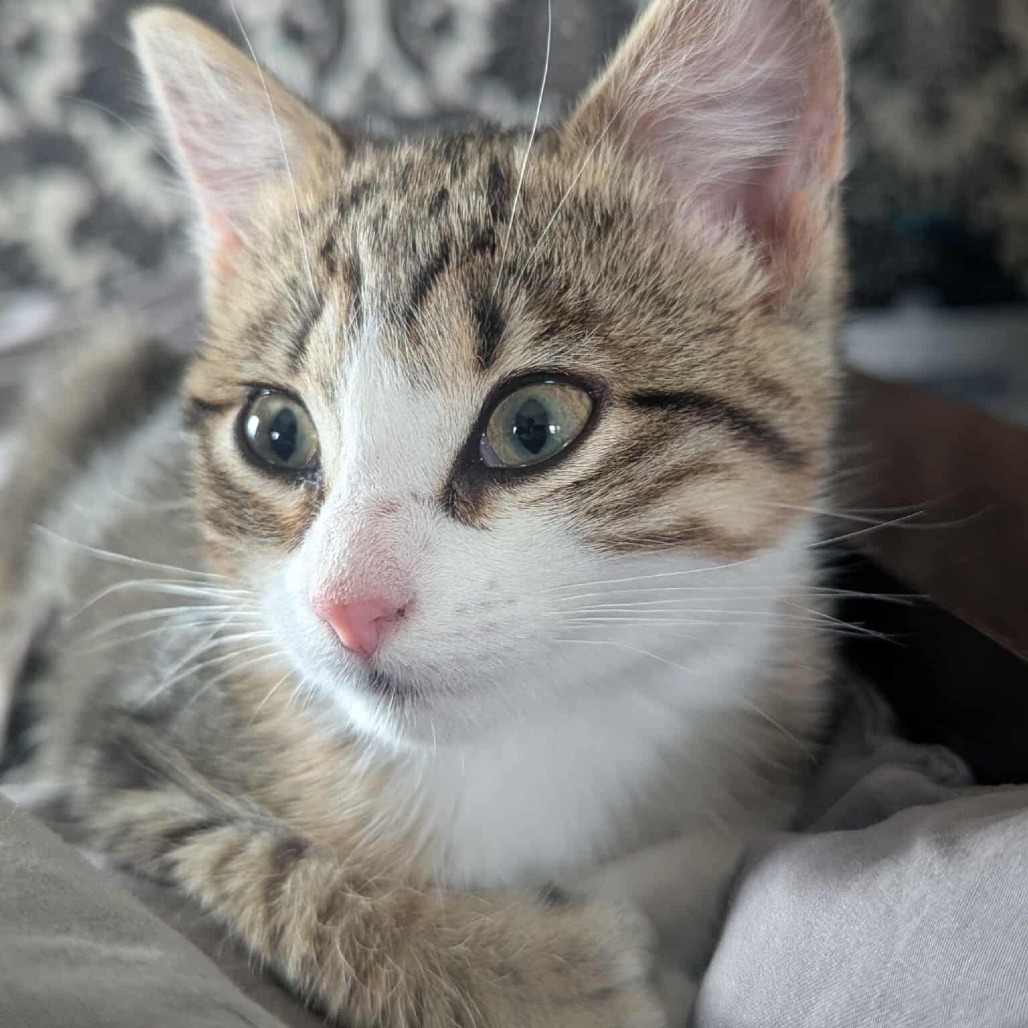 Taylor, an adoptable Domestic Short Hair in Calgary, AB, T3C 1W4 | Photo Image 6