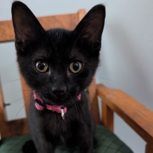 1255 Sabrina