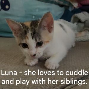1260 Luna