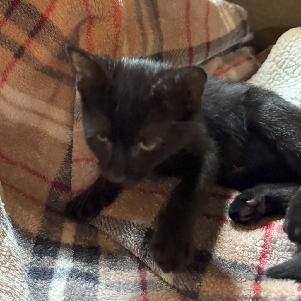 1283 Binx