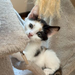 1218 Cookie Dough, Baby Female unknown