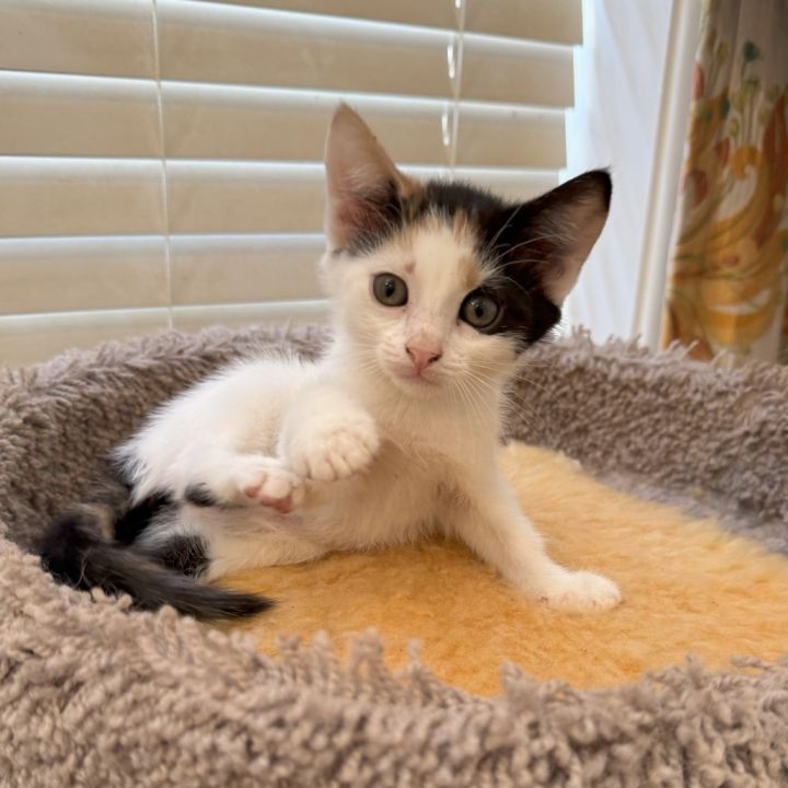 Cookie Dough — adoptable cat